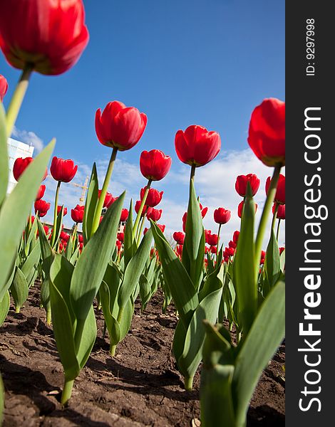 Red tulips on blue sky