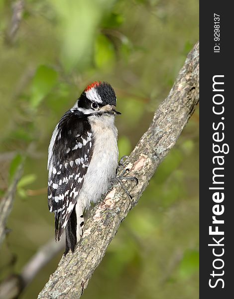 Bird, Downy Woodpecker, Picoides pubescens