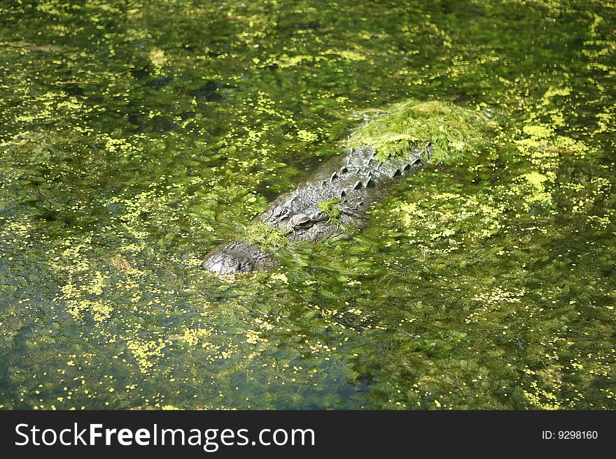 An alligator submerged in water peeking through algae. An alligator submerged in water peeking through algae.