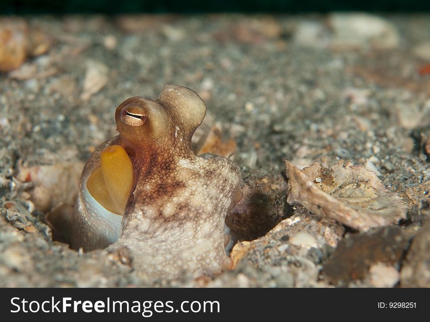 A small reef octopus peeks out from his borough. A small reef octopus peeks out from his borough.