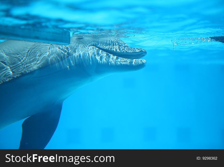 Dolphin underwater playing and laughing. Dolphin underwater playing and laughing.