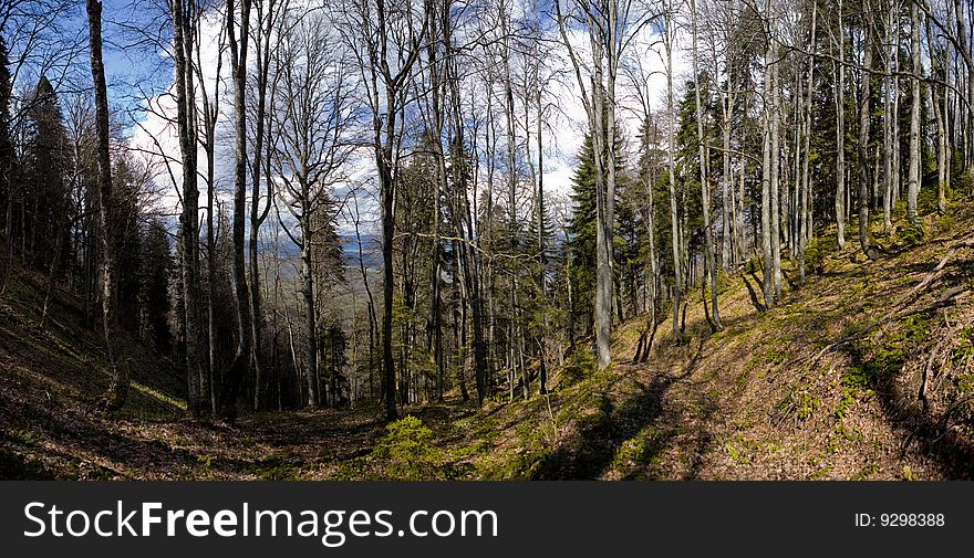 Beautiful wood in mountains under the sky. Beautiful wood in mountains under the sky