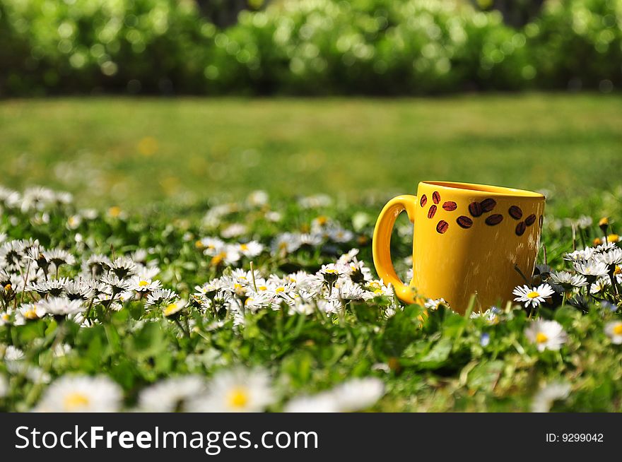 Field of daisies with coffee cup