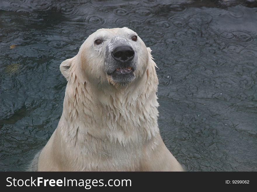 Polar bear in dark water. after swim. wet.