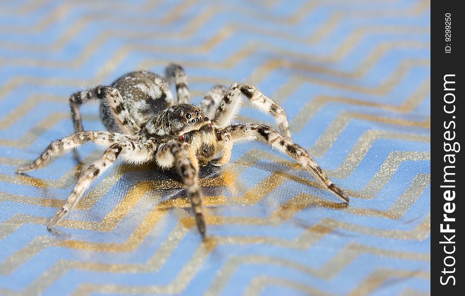 Gray Wolf Spider Macro Shot