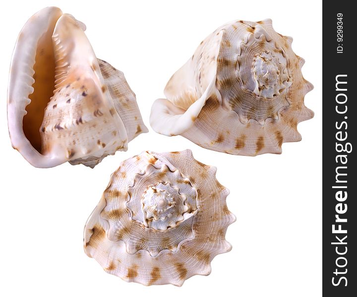 Seashell iisolated on white background