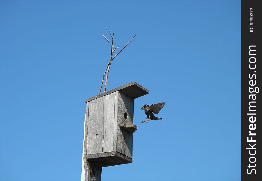 The starling flies home to feed the baby birds.