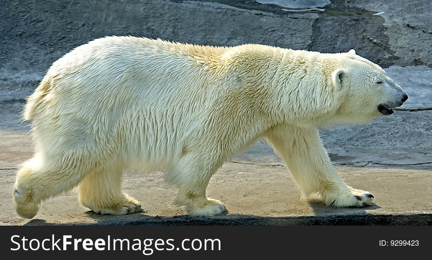 Polar bear. Latin name - Talarctos maritimus. Polar bear. Latin name - Talarctos maritimus