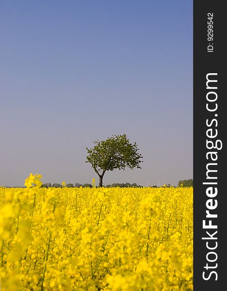 Bright yellow canola field with a single tree and blue sky