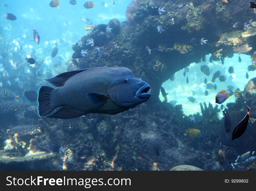 Napoleon wrasse swimming near underwater arch