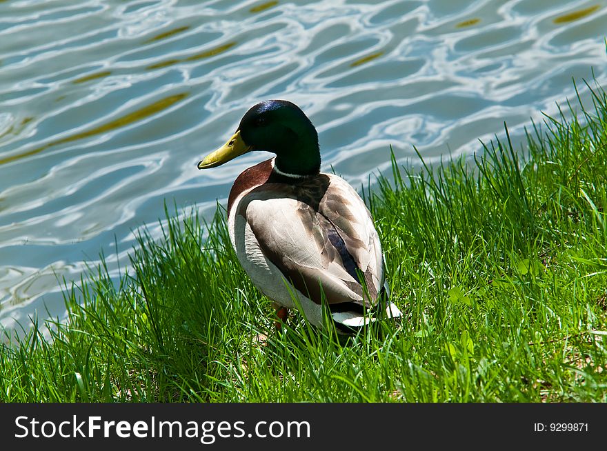 Duck sitting on the pond shore