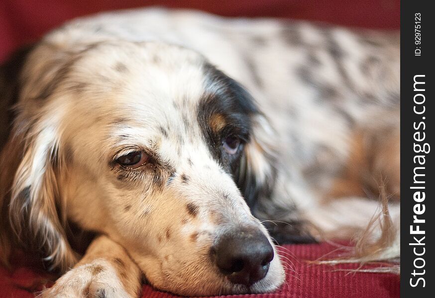 Sharp and detailed close-up of a relaxed and pensive black and white springer spaniel against a red background. Sharp and detailed close-up of a relaxed and pensive black and white springer spaniel against a red background.