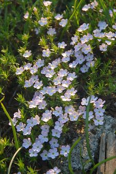Mountain Wildflowers Royalty Free Stock Photo Mountain Wildflowers Royalty Free Stock Photo