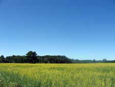 GOLDEN CANOLA FIELD Royalty Free Stock Photo GOLDEN CANOLA FIELD Royalty Free Stock Photo