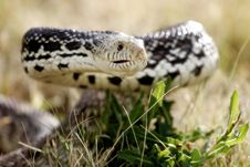 Defensive Snake In The Grass (natural Habitat) Royalty Free Stock Images Defensive Snake In The Grass (natural Habitat) Royalty Free Stock Images