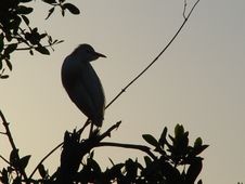 Sunset Cattle Egret. Royalty Free Stock Photography