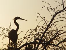 Egret At Sunset Stock Images