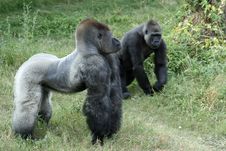 Male And Female Gorilla Royalty Free Stock Images