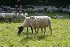 Sheep Herd Stock Photography Sheep Herd Stock Photography