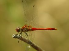 Dragonfly Stock Image