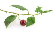 Morello Cherry Branchs Stock Images