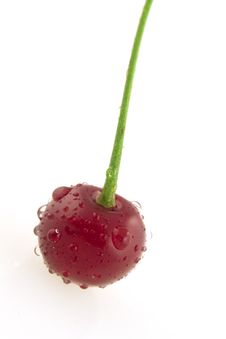 Morello Cherry With Drops Stock Photos