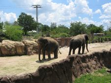 Pair Of Elephants Royalty Free Stock Images Pair Of Elephants Royalty Free Stock Images