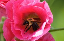 A Close-up Of A Bee Stock Images A Close-up Of A Bee Stock Images