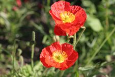 Poppy Stock Photography Poppy Stock Photography