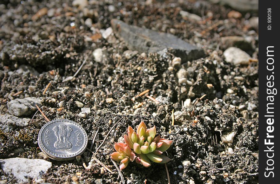 Tiny mountain plant in himalayan region India ...... and coin for reference of size. Tiny mountain plant in himalayan region India ...... and coin for reference of size