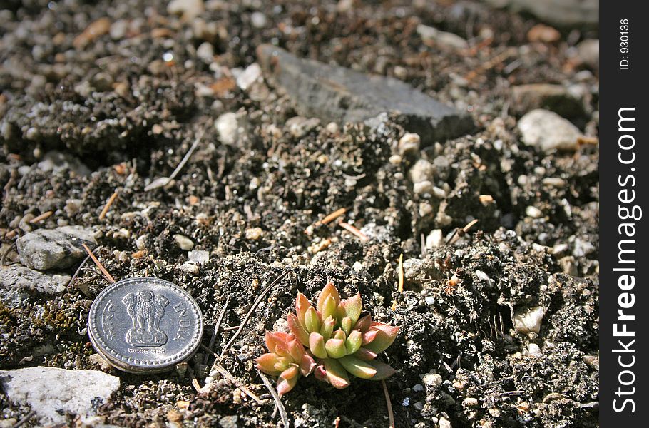 Tiny wild flowering aloe vera family plant and coin
