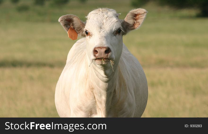 White calf wearing orange ear tag, in summer pasture