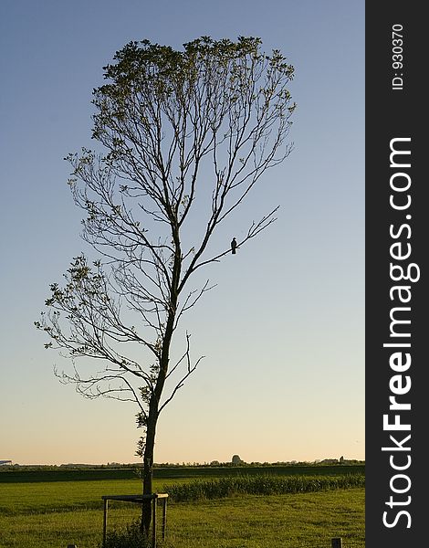 Tree by sunset
