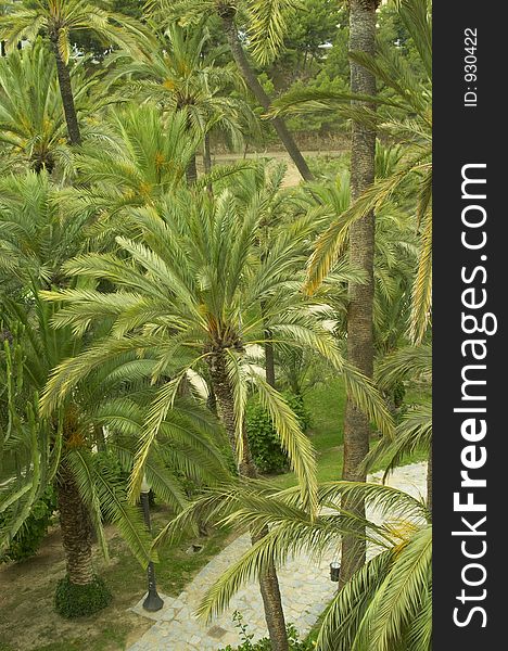 Palms In Elche