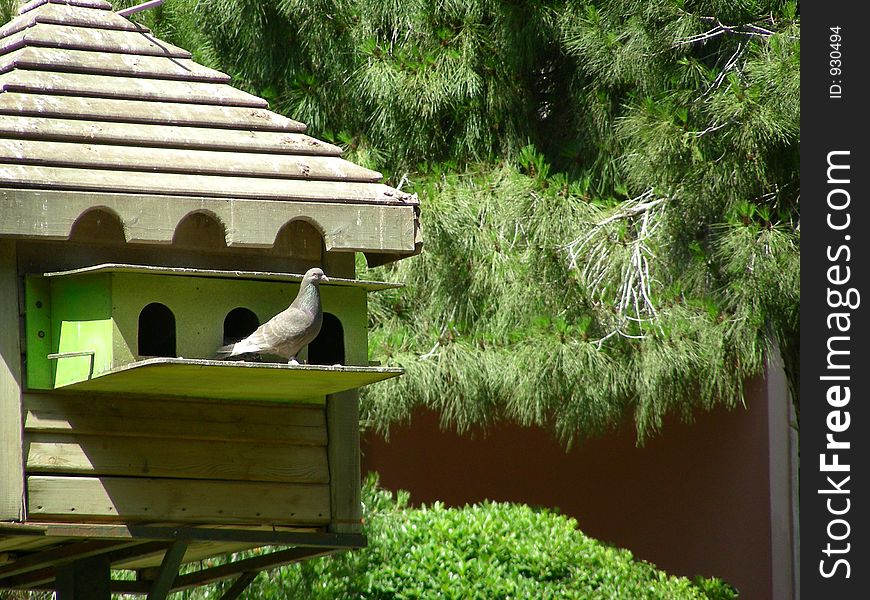 Pigeon in his house. Pigeon in his house