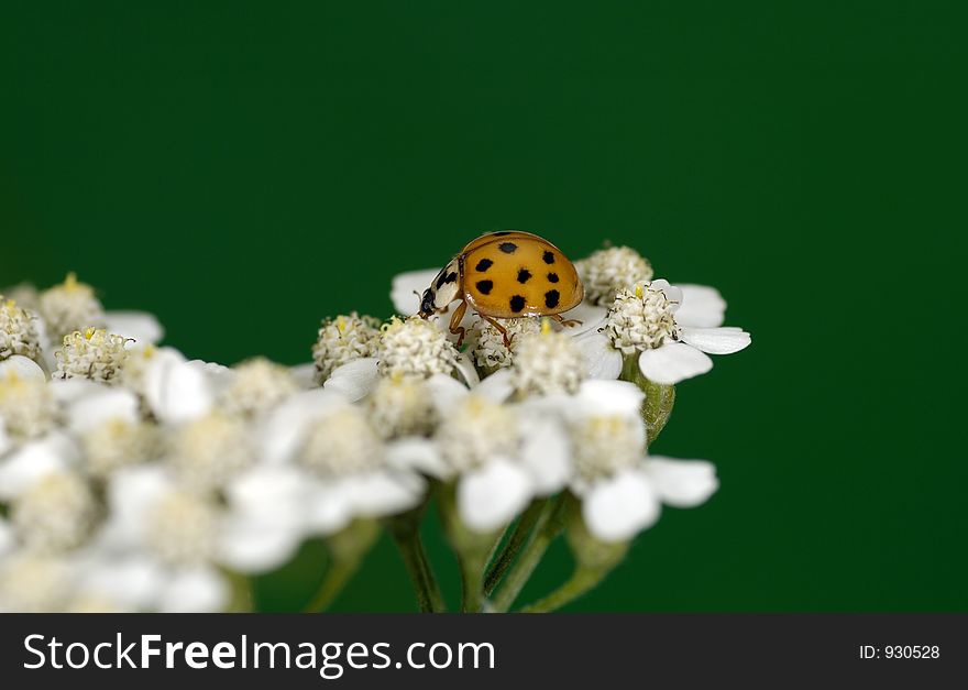 Photo of a Ladybug