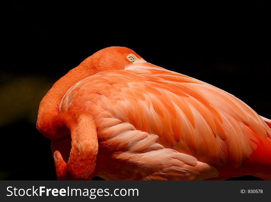 A pink flamingo