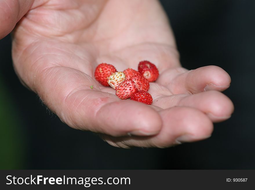 Picking Wild Strawberry