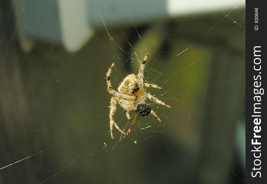 Spider eating prey on a web, macro