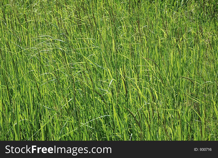 Green cereals in sunlight