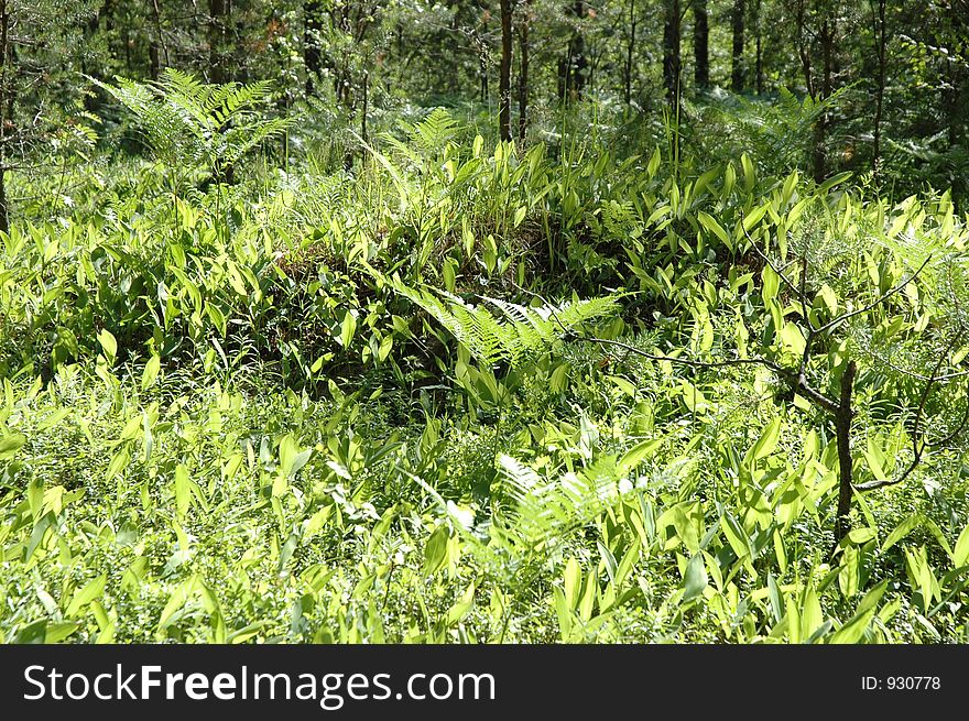 Lily of the valley in june forest