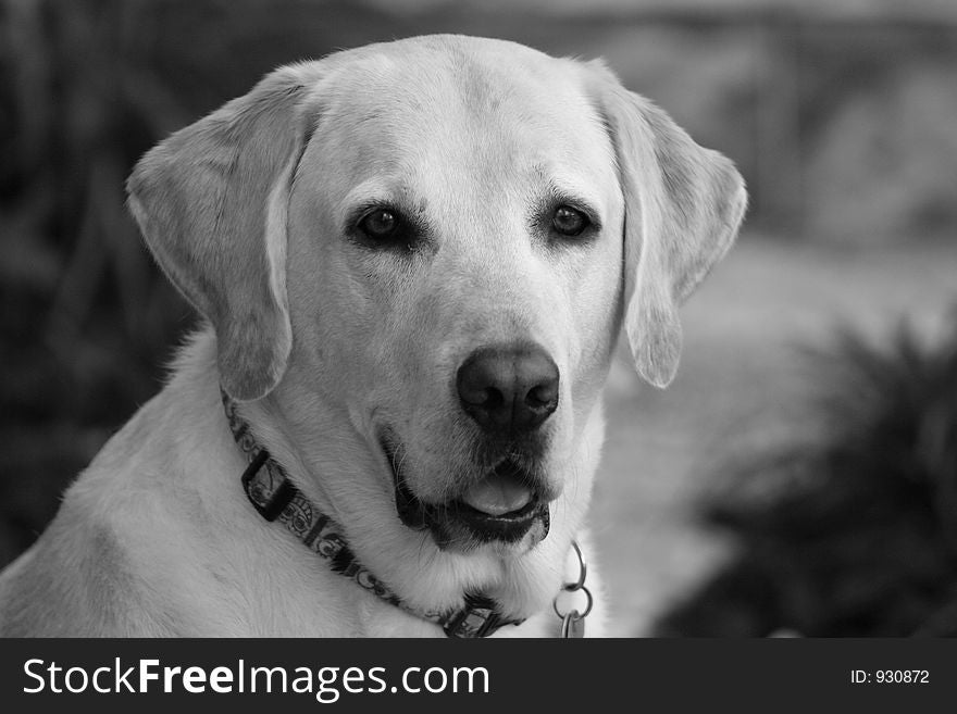 Photo of yellow lab
Black and White. Photo of yellow lab
Black and White
