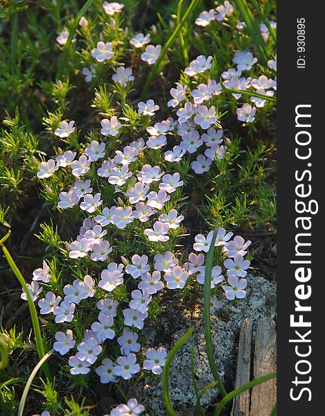 Wildflowers in the mountains. Wildflowers in the mountains