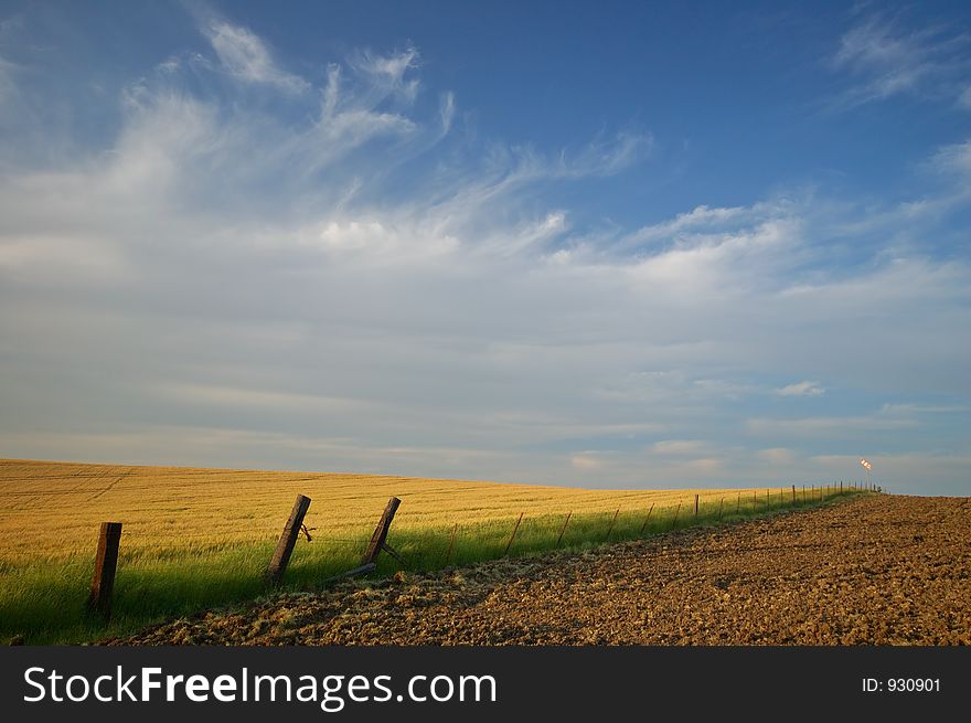 Afternoon field in a farming area. Afternoon field in a farming area