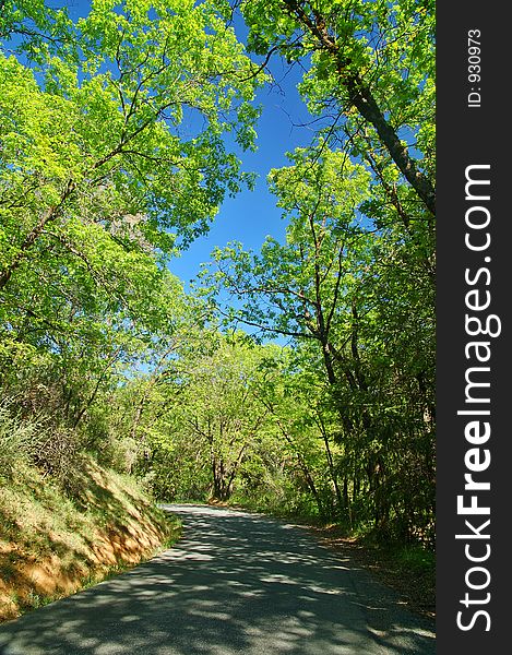 Road through a verdant forest in spring. Road through a verdant forest in spring