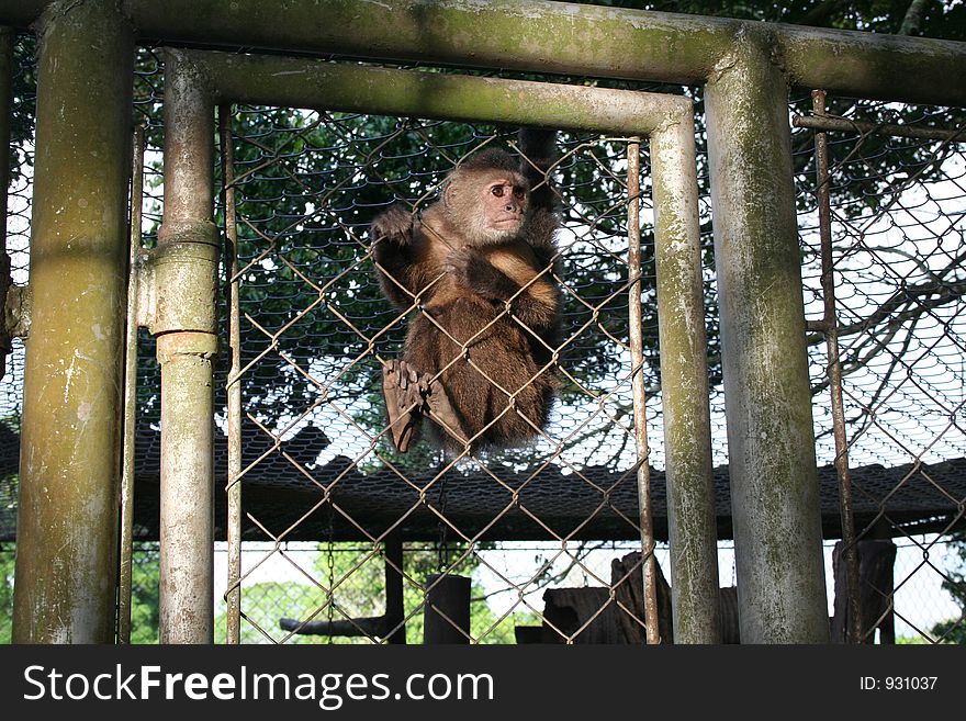 Monkey in a cage. Monkey in a cage
