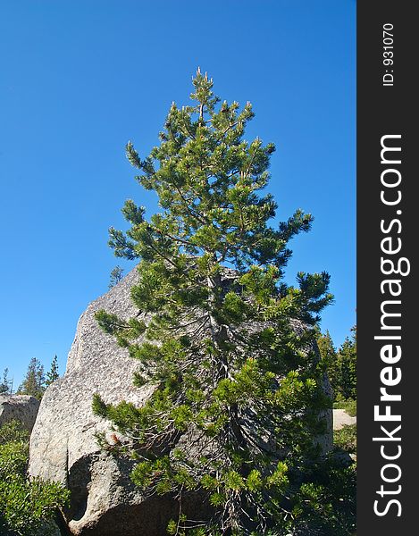 Mountain Forest In Spring