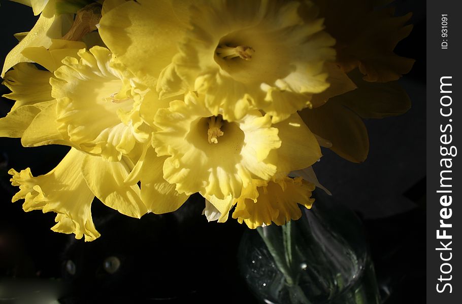 Bouquet of daffodils with eyes of creature hiding within. Bouquet of daffodils with eyes of creature hiding within