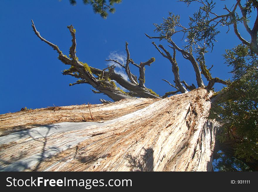 Mountain Forest In Spring