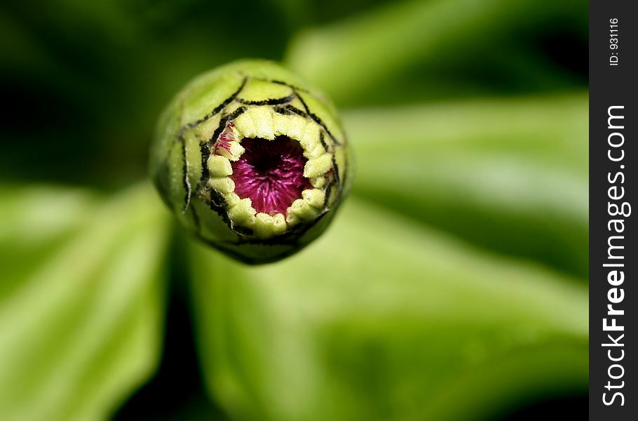 Dahlia bud about to open. Dahlia bud about to open